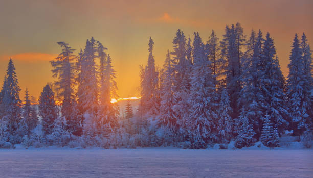 istock Winter sunset in Slovakia, sunrays through old fir trees 1089380882