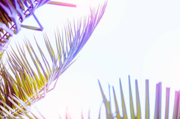 istock Vintage toned palm tree over sky background. 1089381738