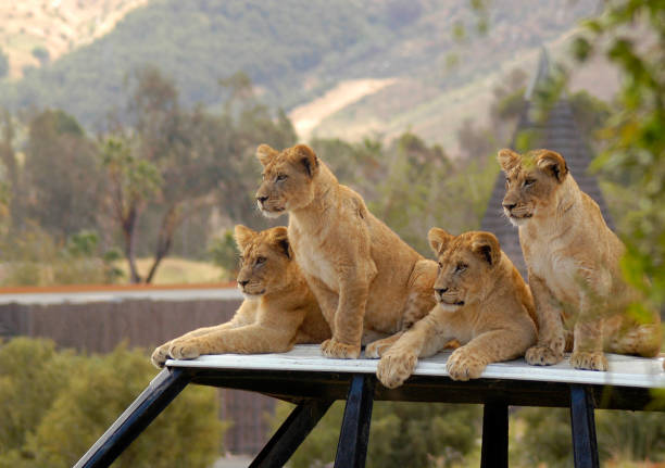 istock Four cubs waiting and watching the pride in the distance. 1089381850