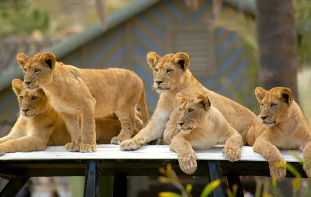 Photo of Young lion cubs waiting for their parents to return.