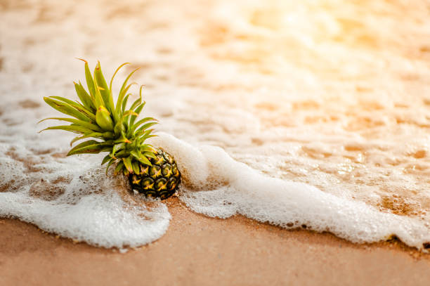 Pineapple on the beach.Tropical summer delights. Fresh pineapple on the beach.Pineapple on hawaii beach with soft wave.Pineapple on soft wave at summer in Hawaii beach.