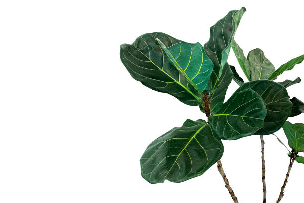 folhas verdes de violino-folha figueira (ficus lyrata) a planta tropical árvore ornamental popular isolada no fundo branco, o traçado de recorte incluído. - traçado de recorte - fotografias e filmes do acervo