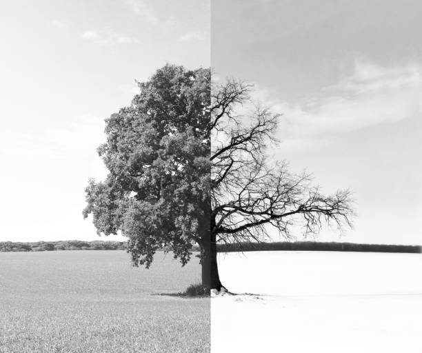 istock Black and white photo with lonely tree 1089390488