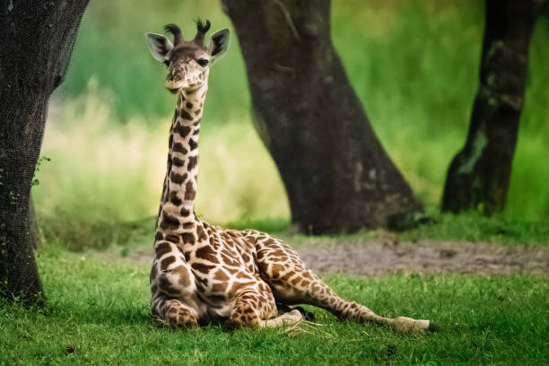 giraffa - masai giraffe foto e immagini stock