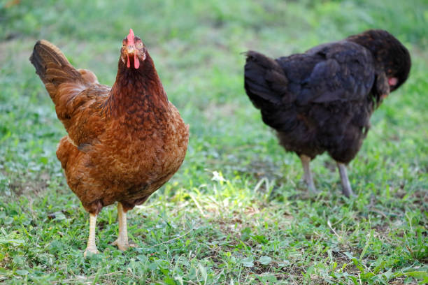 istock Free range red and black chickens gathering, on the grass 1089391042