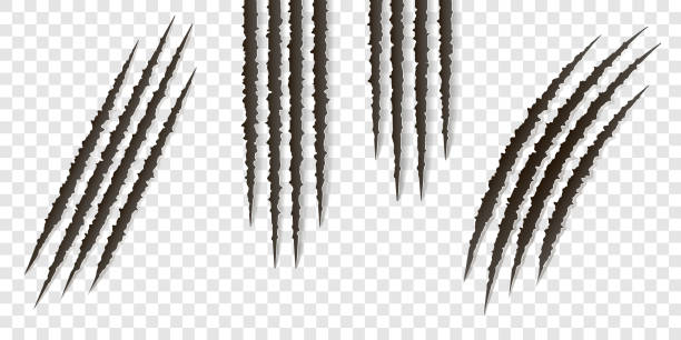 Fancy claws scratches - vector isolated. Talons cuts animal cat, dog, tiger, lion Fancy realistic claws scratches - vector isolated. Talons cuts animal cat, dog, tiger, lion, bear illustration. Can be used for decoration, as design element at printing, textile, wallpaper, prints claw stock illustrations