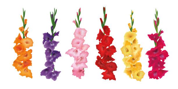 gladioluses, 칼 릴리 꽃의 집합입니다. 벡터 일러스트입니다. 노랑, 빨강, 핑크, 보라색 - gladiolus stock illustrations