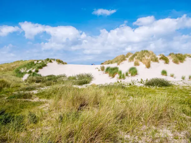 Rear view of two people sitting together relaxing on sand dune in nature reserve Het Oerd on West Frisian island Ameland, Friesland, Netherlands