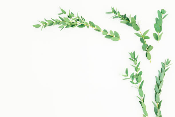 istock Floral frame of eucalyptus branches on white background. Flat lay, top view 1089394726