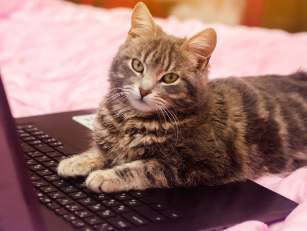istock Beautiful gray tabby cat is lying with a laptop. Funny pet. Pink background. Selective focus. 1089395012