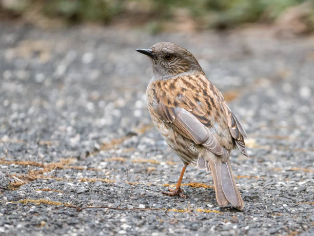 istock Adult dunnock or hedge accentor, Prunella modularis, from behind standing on pavement 1089395424
