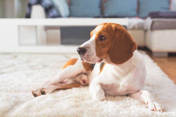 istock Beagle dog tired on a carpet floor 1089400422