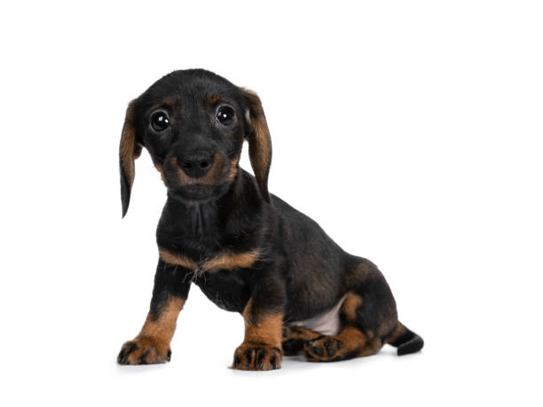 istock Sweet and smooth black with brown wirehaired mini Dachshund, sitting side ways. Looking at camera with shiny dark eyes. Isolated on white background. 1089402778
