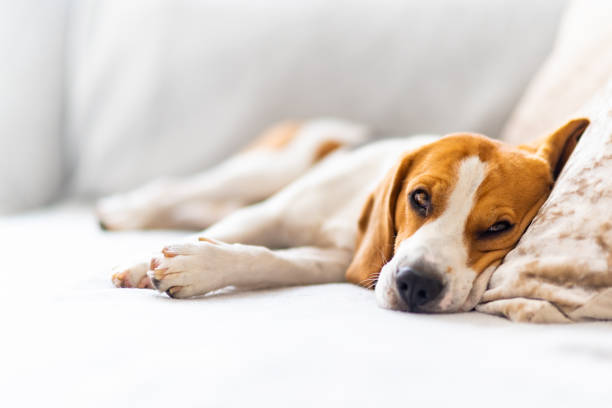 istock Beagle dog tired sleeps on a cozy sofa, couch, blanket 1089403022