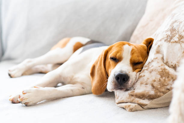 istock Beagle dog tired sleeps on a cozy sofa, couch, blanket 1089403054