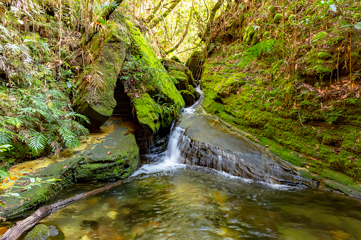 River running through the rainforest vegetation in Carrancas, Minas Gerais, Brazil with moss-covered rocks