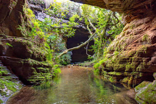 istock River running trough rocks, moss, cavern and vegetation in the rainforest 1089404336