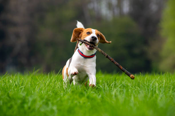 istock Dog Beagle running and jumping with stick through green grass field in a spring 1089404574
