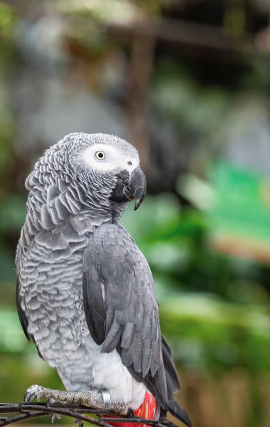 istock portrait of a beautiful parrot 1089404596