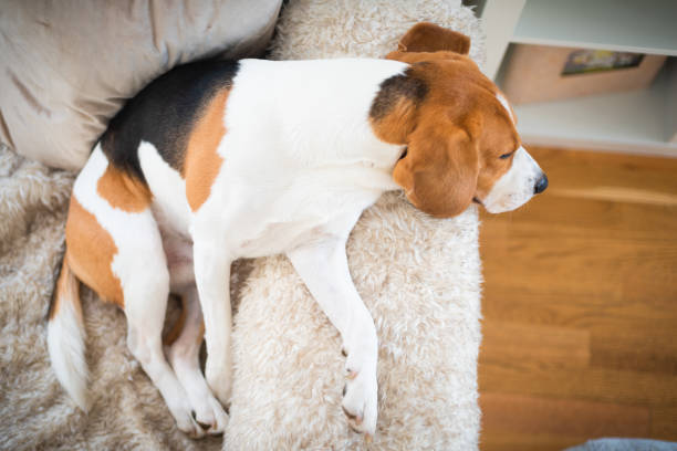 istock Beagle dog tired sleeps on a cozy sofa, couch, sun falls through window 1089404774