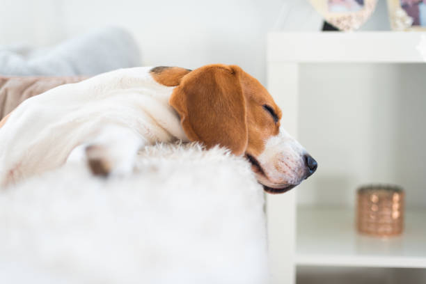 istock Beagle dog tired sleeps on a cozy sofa, couch, sun falls through window 1089404796