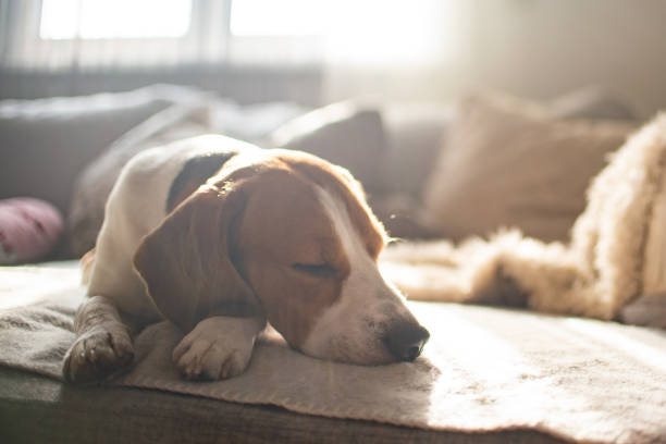 istock Beagle dog tired sleeps on a cozy sofa, couch, sun falls through window 1089404918