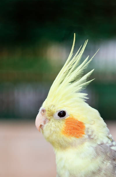 istock portrait of a beautiful parrot 1089404944