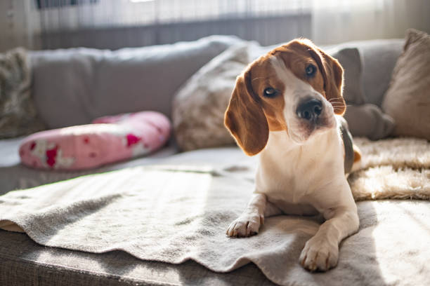 istock Beagle dog on a cozy sofa, couch, sun falls through window 1089404968
