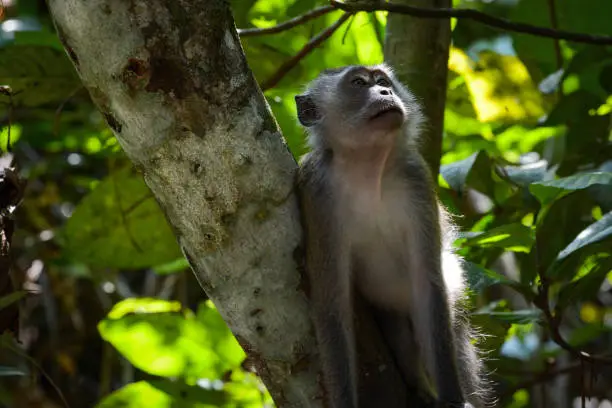 An adult long-tailed macaque climbing trees in Singapore's MacRitchie park in search of figs and young leaves to snack on.