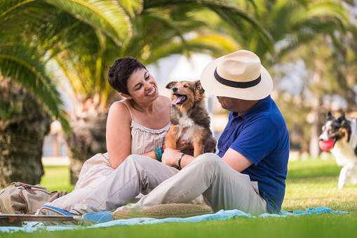 Caucasian couple enjoy and play with a little pet Shetland dog young and playful - park outdoor leisure activity for happy people smile and cheers with best friends dogs