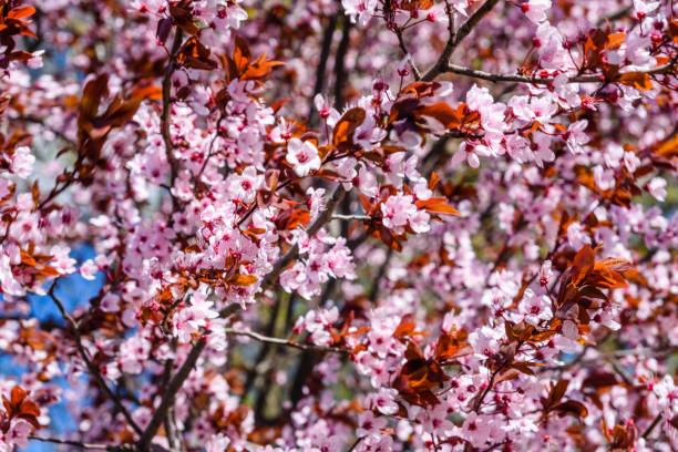 istock Branches of the blossoming paradise apple tree 1089407472