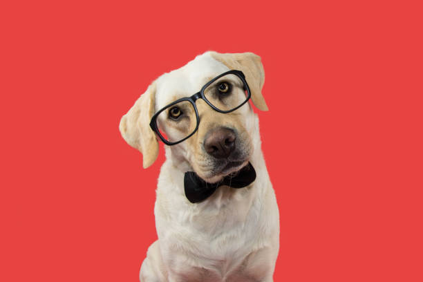 ELEGANT AND CLASSY DOG WITH GLASSES AND BLACK TIE. TILTING HEAD. ISOLATED AGAINST CORAL TREND BACKGROUND. ELEGANT AND CLASSY DOG WITH GLASSES AND BLACK TIE. TILTING HEAD. ISOLATED AGAINST CORAL TREND BACKGROUND. necktie photos stock pictures, royalty-free photos & images