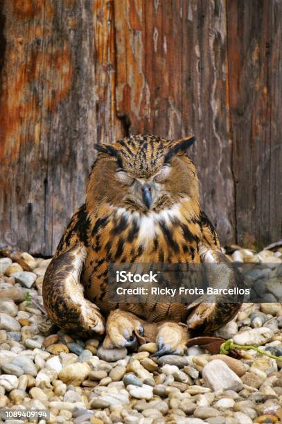 Meditating Owl Stock Photo - Download Image Now - Owl, Zen-like, Animal