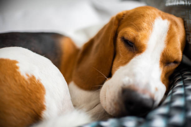istock Sleeping beagle on the sofa in living room 1089410602
