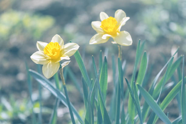 istock Yellow daffodils on a beautiful blurred background. Spring refreshing beautiful background. Selective focus. 1089411300