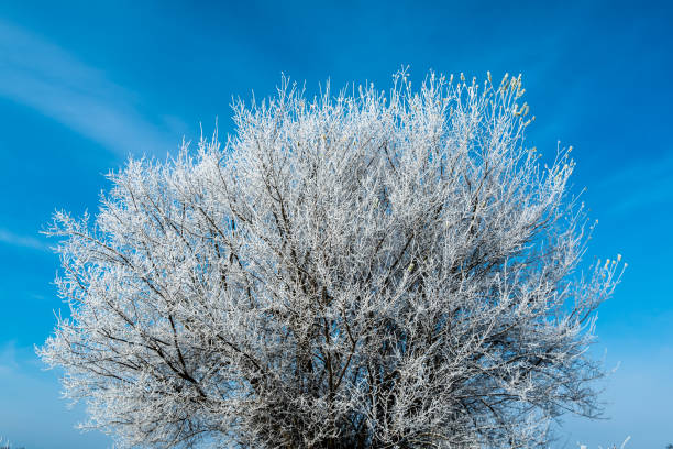 istock White frost on tree branches on blue sky background in winter. Frozen tree 1089411358