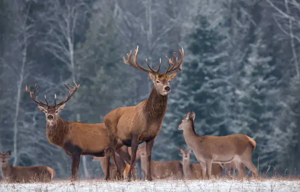 Winter Christmas Wildlife Landscape With Two Trophy Noble Deer, Artistic View. Elk In Belarus, Belorussian Wilderness Scene. A Herd Of Deer ( Cervus Elaphus ) Of Different Sexes And Of All Ages