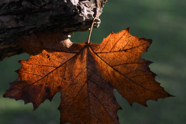 istock Close-up of a leaf 1089414568