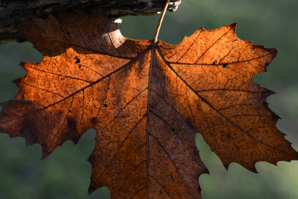 istock Close-up of a leaf 1089414598