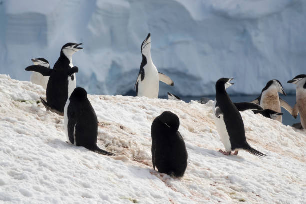 istock Nesting chinstrap penguins Orne Harbor Antarctic Peninsula mountain glaciers 1089414760