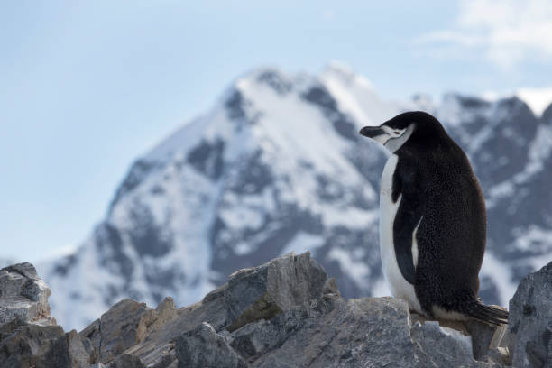 istock Nesting chinstrap penguin Orne Harbour Antarctic Peninsula mountain glaciers 1089414816