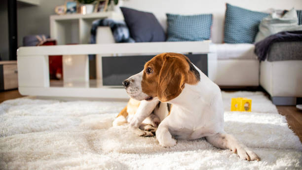 istock Purebred beagle dog lying on carpet in living room 1089416366