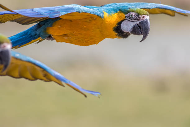 istock Macaw parrot flying. Tropical bird in flight. 1089417216
