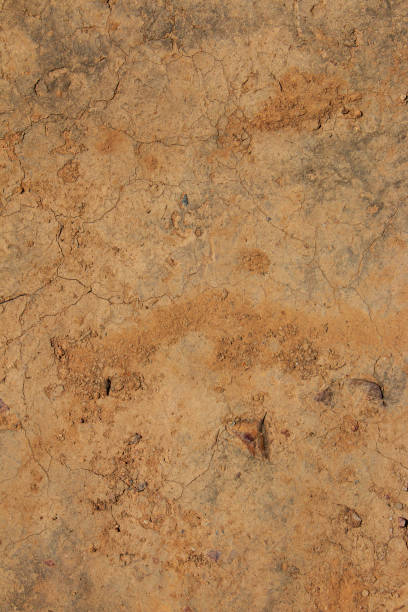 Cтоковое фото Верхний вид Треснувший грязевой узор, наземный абстрактный фон