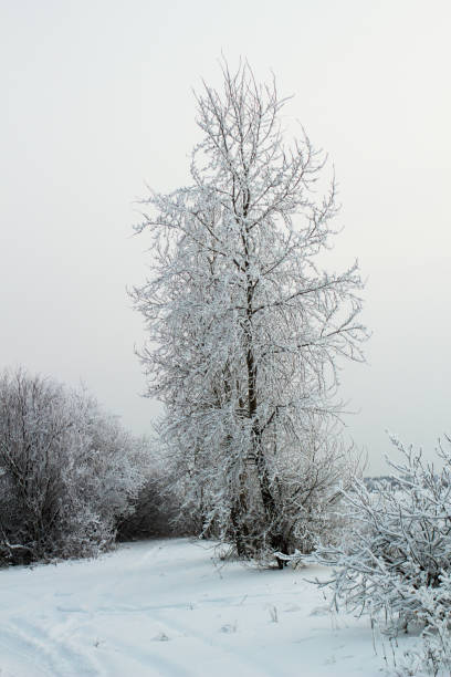 istock lonely trees in the winter forest 1089419862