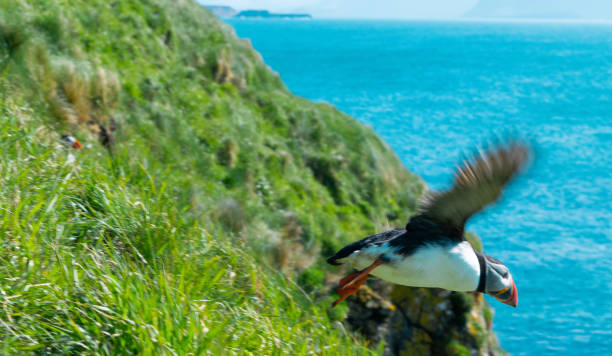 istock Puffins on the Isle of Staffa 1089423184