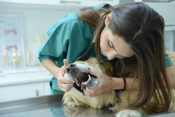 istock Cheerful female veterinarian examines cute dog 1089424738