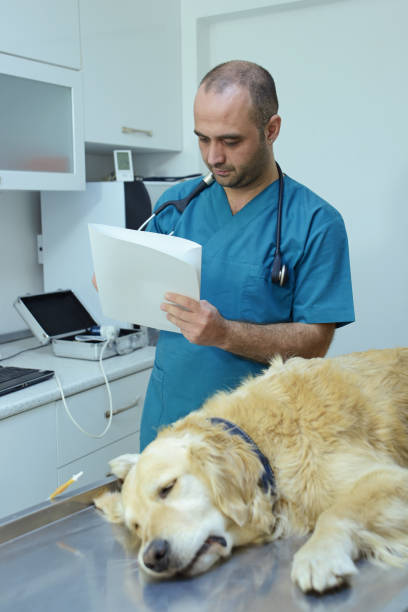 istock Veterinarian is examining 1089425594