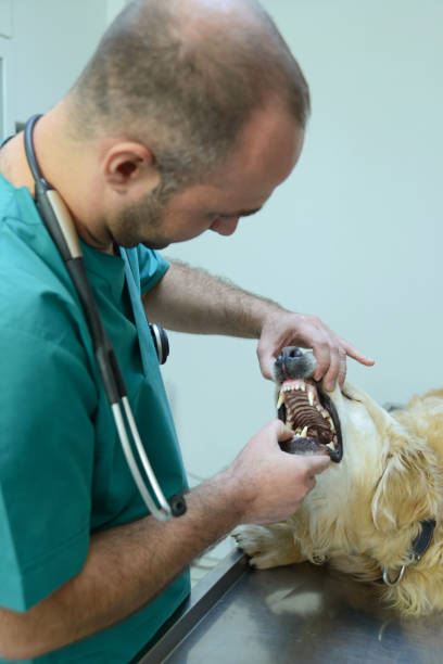 istock Veterinarian is examining 1089425796