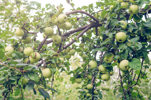 istock Fresh ripe green apples on tree in summer garden 1089427434